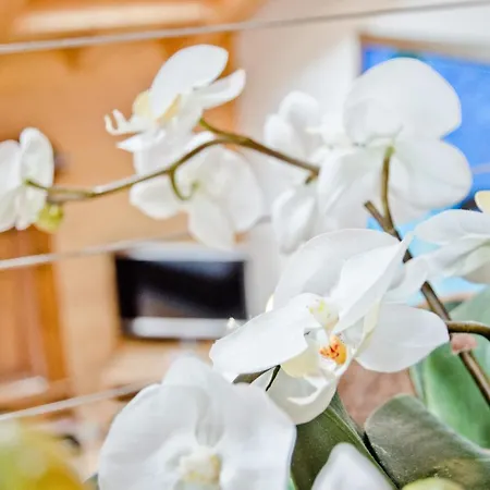 Baergrose - Griwa Rent Ag *